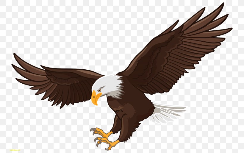 Bald Eagle White-tailed Eagle Clip Art, PNG, 768x514px, Bald Eagle, Accipitriformes, Beak, Bird, Bird Of Prey Download Free