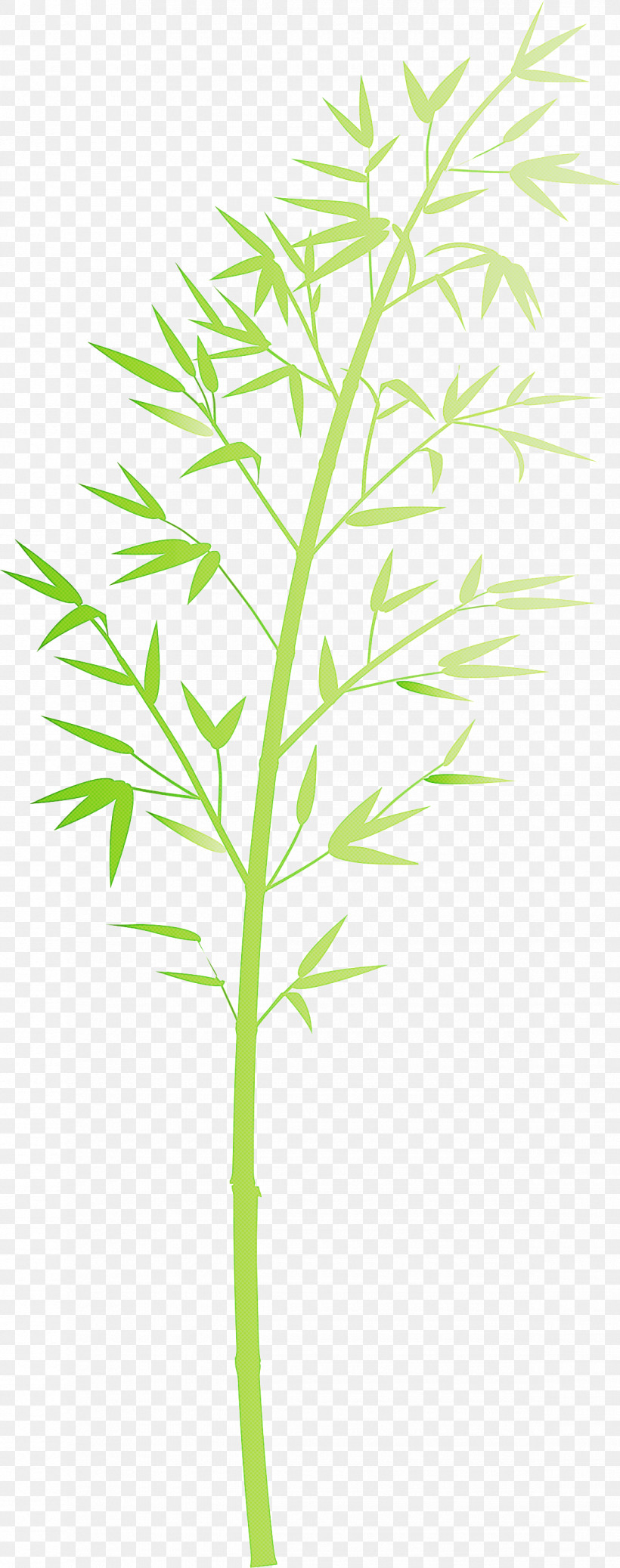 Bamboo Leaf, PNG, 1185x3000px, Bamboo, Flower, Grass, Grass Family, Herbaceous Plant Download Free