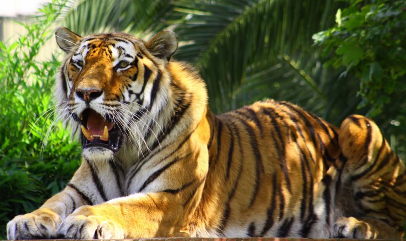 Bengal Tiger Horses Cat Illustration, PNG, 1000x594px, Bengal Tiger, Animal, Big Cats, Carnivoran, Cat Download Free