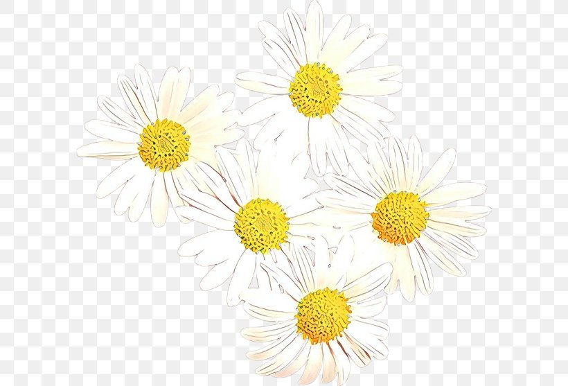 Chrysanthemum Oxeye Daisy Floral Design Cut Flowers, PNG, 600x557px, Chrysanthemum, Aster, Camomile, Chamaemelum Nobile, Chamomile Download Free
