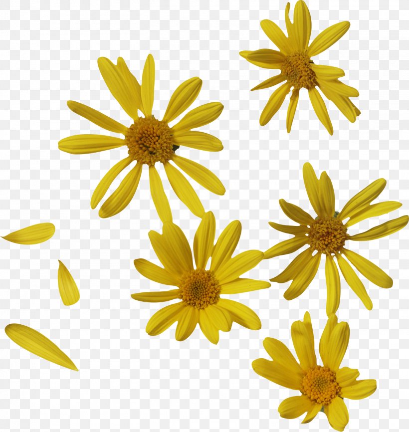 Oxeye Daisy Petal Flower Clip Art, PNG, 1456x1539px, Oxeye Daisy, Chamaemelum Nobile, Chamomiles, Chrysanthemum, Chrysanths Download Free