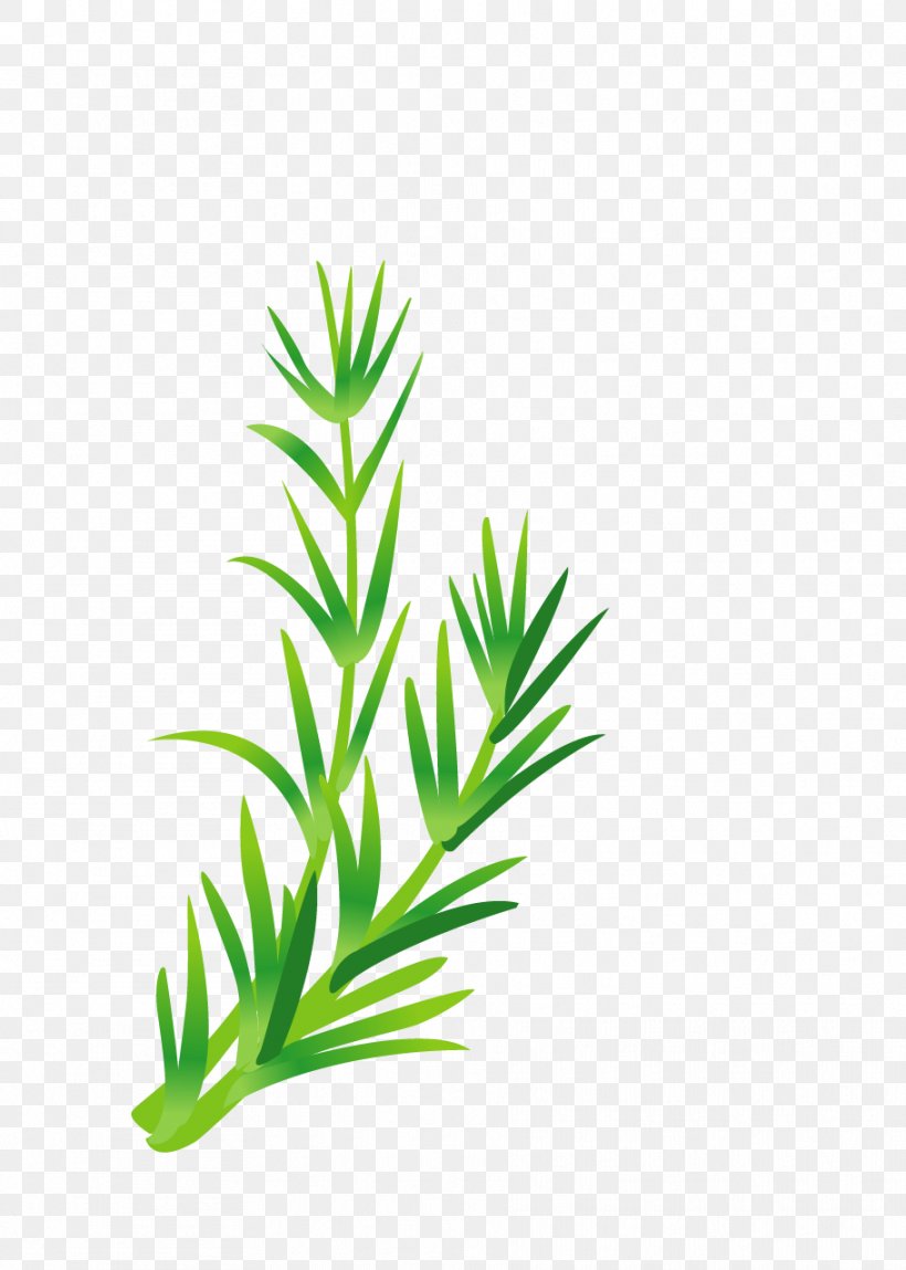 Leaf Vegetable Herb Illustration, PNG, 911x1277px, Vegetable, Branch, Broccoli, Fruit, Grass Download Free