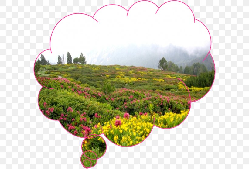 Ordesa Valley Monte Perdido Canigou Flora Vegetation, PNG, 600x556px, Ordesa Valley, Flora, Flower, Grass, Leaf Download Free