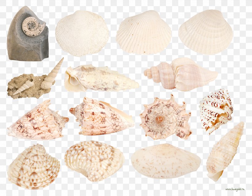 Seashell Conch Marine Clip Art, PNG, 2800x2187px, Seashell, Conch, Marine, Material, Mollusc Shell Download Free