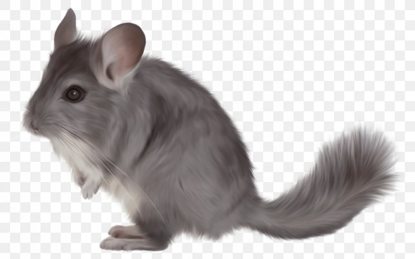 Short-tailed Chinchilla Clip Art, PNG, 1418x887px, Short Tailed Chinchilla, Animal, Chinchilla, Cuteness, Degu Download Free