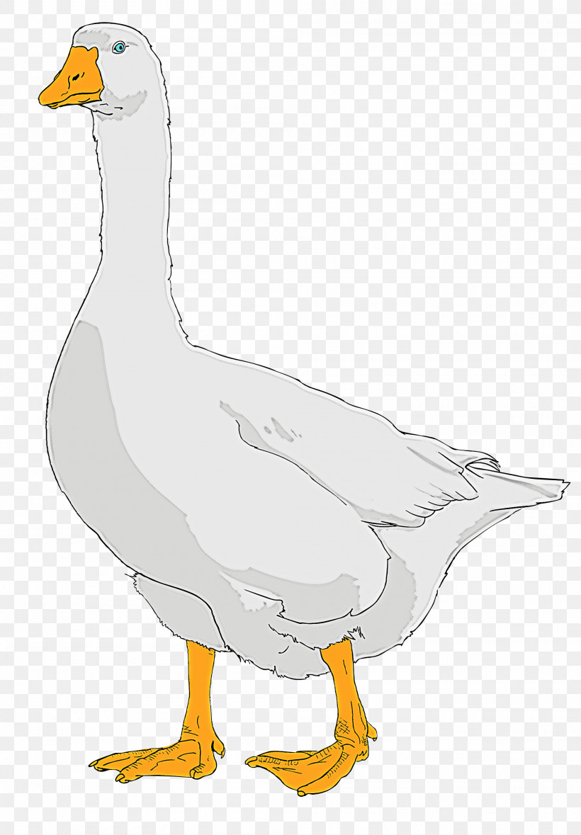 Bird Beak Duck Goose Water Bird, PNG, 2000x2876px, Bird, American Black Duck, Beak, Duck, Ducks Geese And Swans Download Free