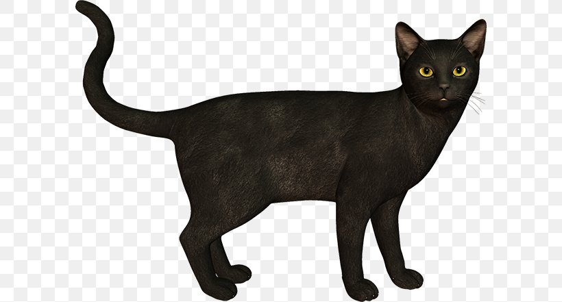 Black Cat Bombay Cat Burmese Cat Korat Malayan Cat, PNG, 600x441px, Black Cat, Asian, Black, Bombay, Bombay Cat Download Free
