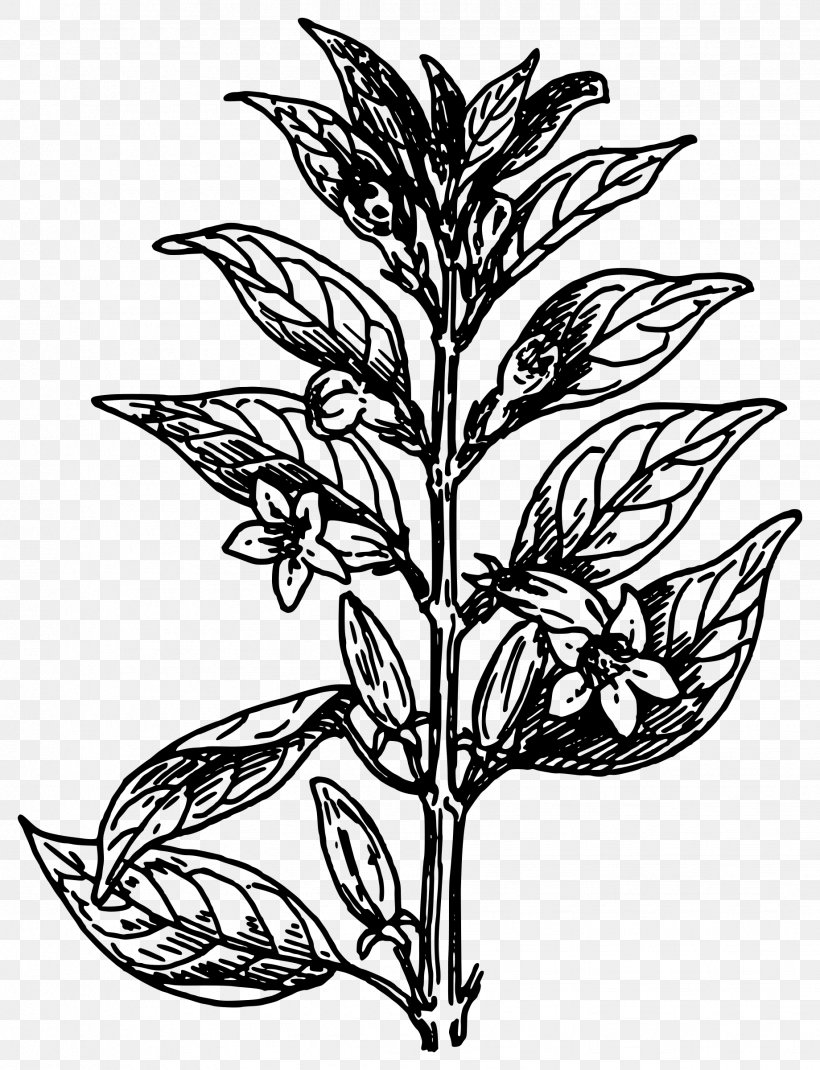 Plant Clip Art, PNG, 1839x2400px, Plant, Artwork, Black And White, Botany, Branch Download Free