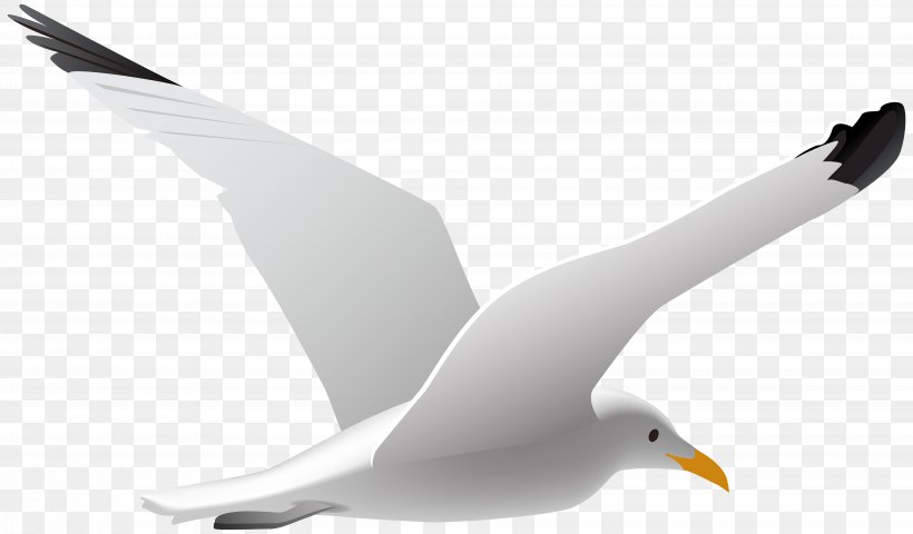 Gulls Bird Clip Art, PNG, 8000x4687px, Gulls, Albatross, Beak, Bird, Charadriiformes Download Free