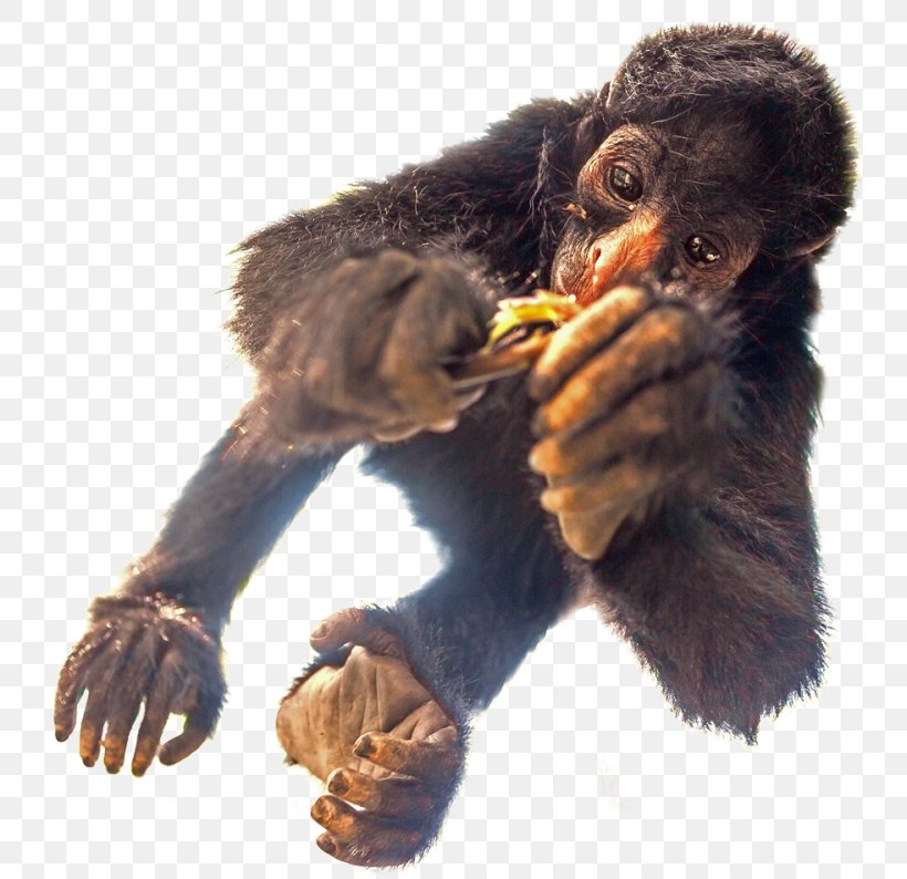 Peruvian Spider Monkey La Senda Verde Primate Wildlife Refuge, PNG, 750x794px, Primate, Fur, Hand, Individual, Length Download Free
