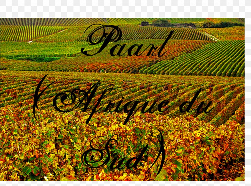 Plantation Landscape Crop Font, PNG, 1540x1142px, Plantation, Agriculture, Crop, Field, Grass Download Free