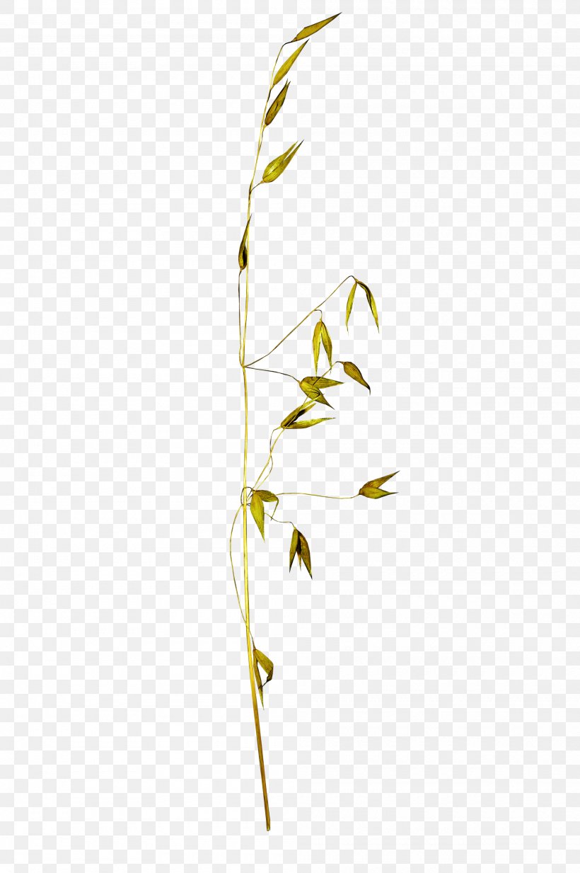 Twig Plant Stem Grasses Leaf Family, PNG, 2000x3008px, Twig, Branch, Family, Flora, Grass Download Free