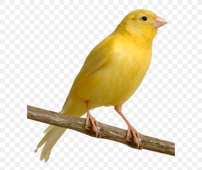 Bird Harz Roller Yellow Canary Finch Pet, PNG, 600x692px, Bird, American Goldfinch, Atlantic Canary, Beak, Bird Food Download Free