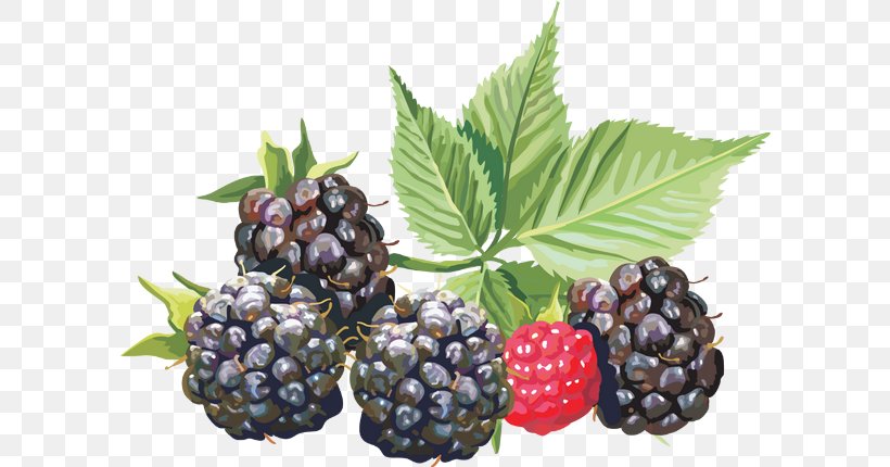 Blackberry Adobe Photoshop Clip Art Fruit, PNG, 600x430px, Blackberry, Auglis, Berry, Bilberry, Blueberry Download Free