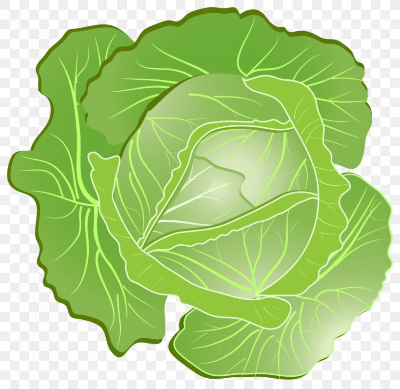 Cabbage Clip Art Vegetable Vector Graphics, PNG, 850x828px, Cabbage, Brassica, Cauliflower, Chinese Cabbage, Coleslaw Download Free