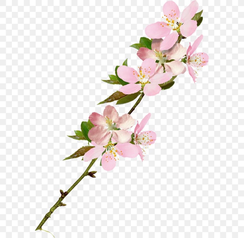 Clip Art, PNG, 585x800px, Flower, Blossom, Branch, Cherry Blossom, Cut Flowers Download Free