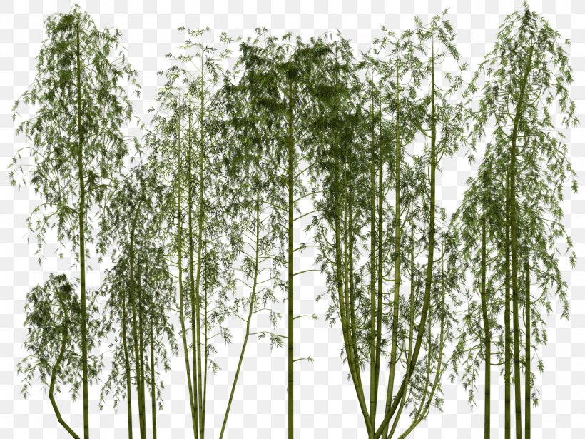 Bamboo Pixel Bamboe, PNG, 1280x960px, Bamboo, Bamboe, Bamboo Shoot, Birch, Grass Download Free