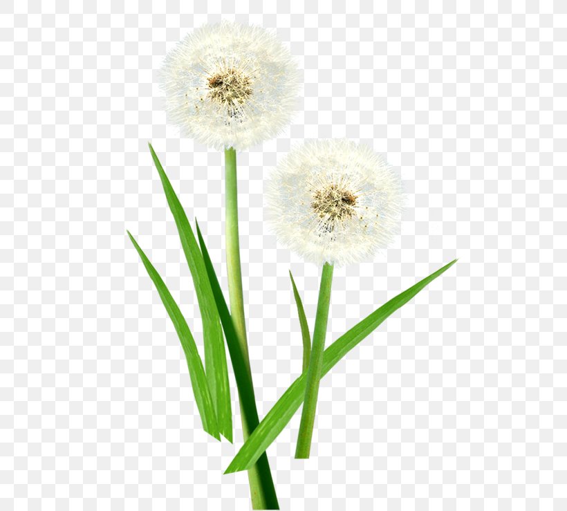 Common Dandelion Taraxacum Platycarpum Euclidean Vector Pissenlit, PNG, 512x739px, Common Dandelion, Cut Flowers, Dandelion, Diagram, Floral Design Download Free