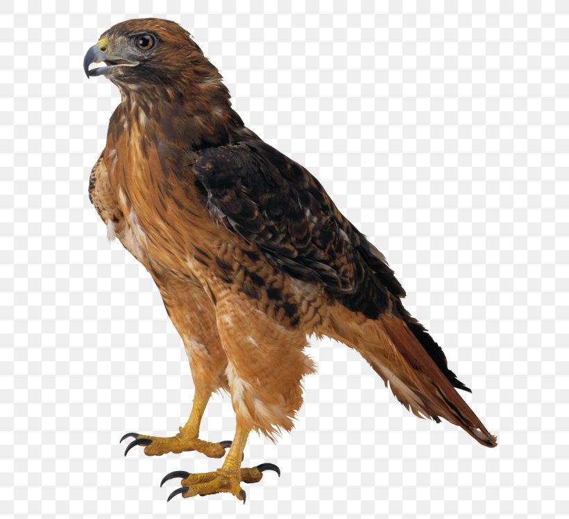 Eagle Clip Art, PNG, 648x747px, Bird, Accipitriformes, Bald Eagle, Beak, Bird Of Prey Download Free