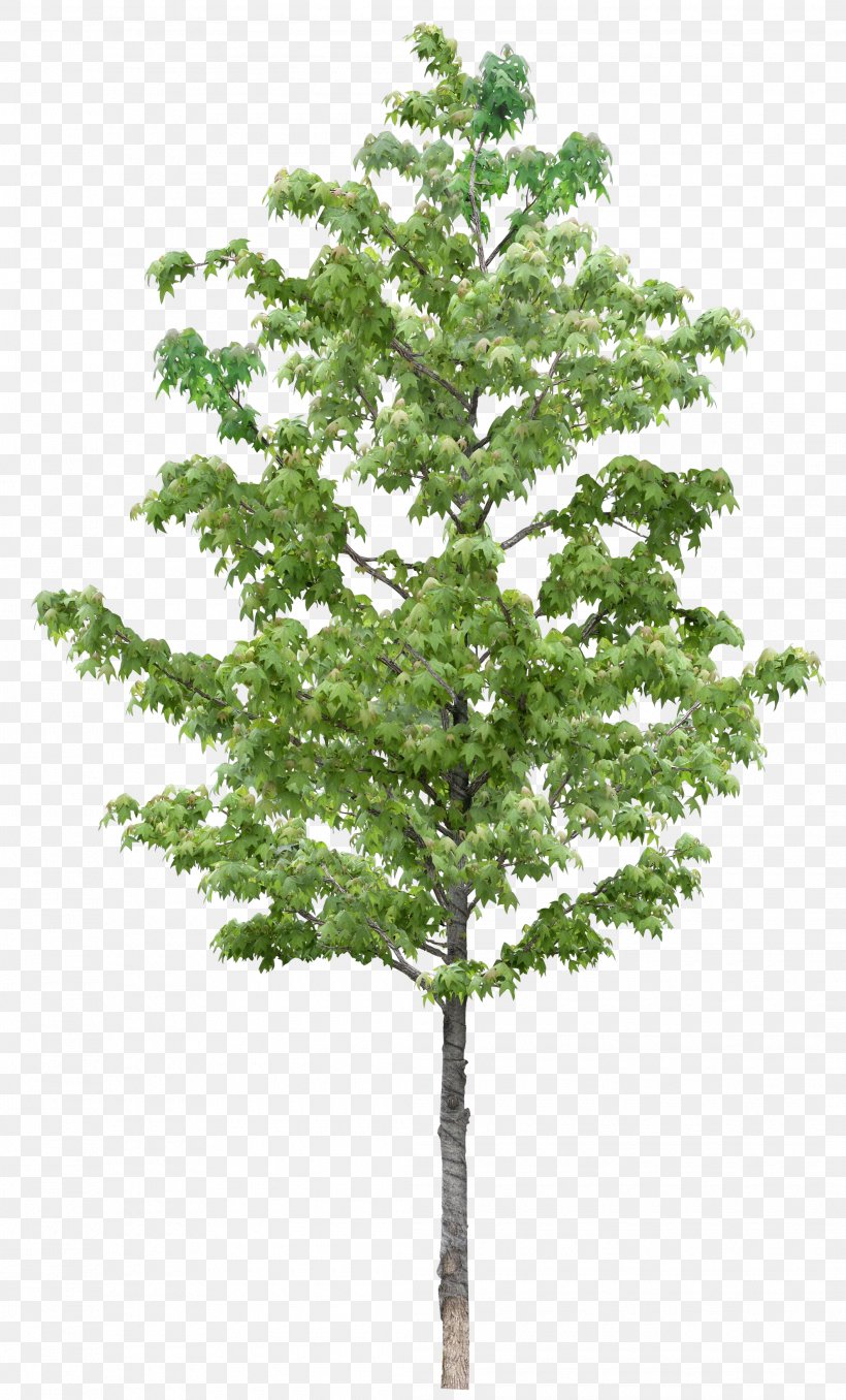 Tree Clip Art Image Psd, PNG, 2115x3500px, Tree, American Larch, Branch, Californian White Oak, Canoe Birch Download Free