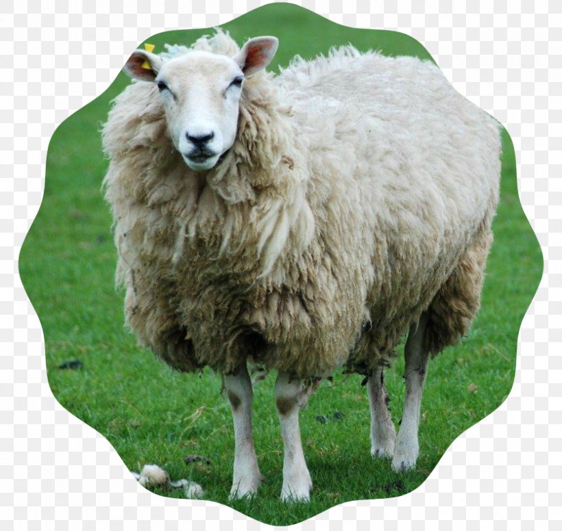 Shetland Sheep Shropshire Sheep Goat Lamb And Mutton Sheep Farming, PNG, 834x790px, Shetland Sheep, Animal, Com, Cow Goat Family, Dairy Download Free