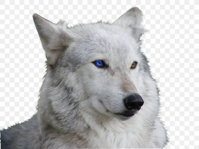 Siberian Husky Arctic Wolf Puppy Blue Eye, PNG, 900x675px, Siberian