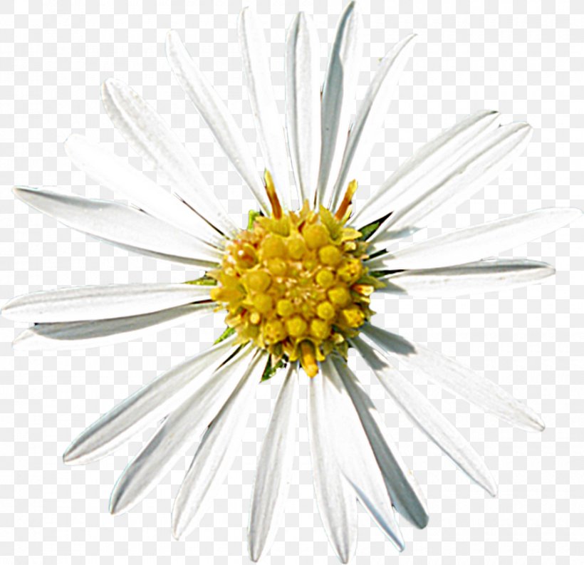Common Daisy Oxeye Daisy Aster Roman Chamomile Cut Flowers, PNG, 900x871px, Common Daisy, Aster, Chamaemelum Nobile, Chamomiles, Cut Flowers Download Free
