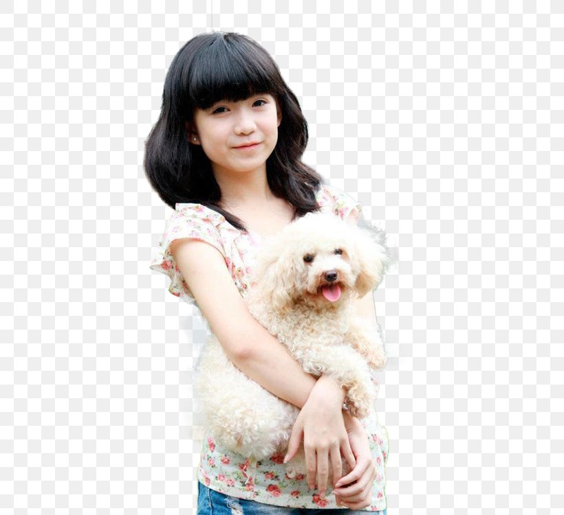 Dog Breed Poodle Puppy Love Companion Dog, PNG, 500x750px, Dog Breed, Breed, Carnivoran, Color, Companion Dog Download Free