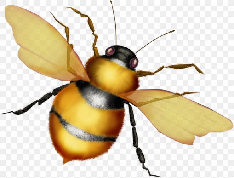 European Dark Bee Apidae Honey Bee Insect, PNG, 1175x893px, European Dark Bee, Apidae, Arthropod, Bee, Bumblebee Download Free