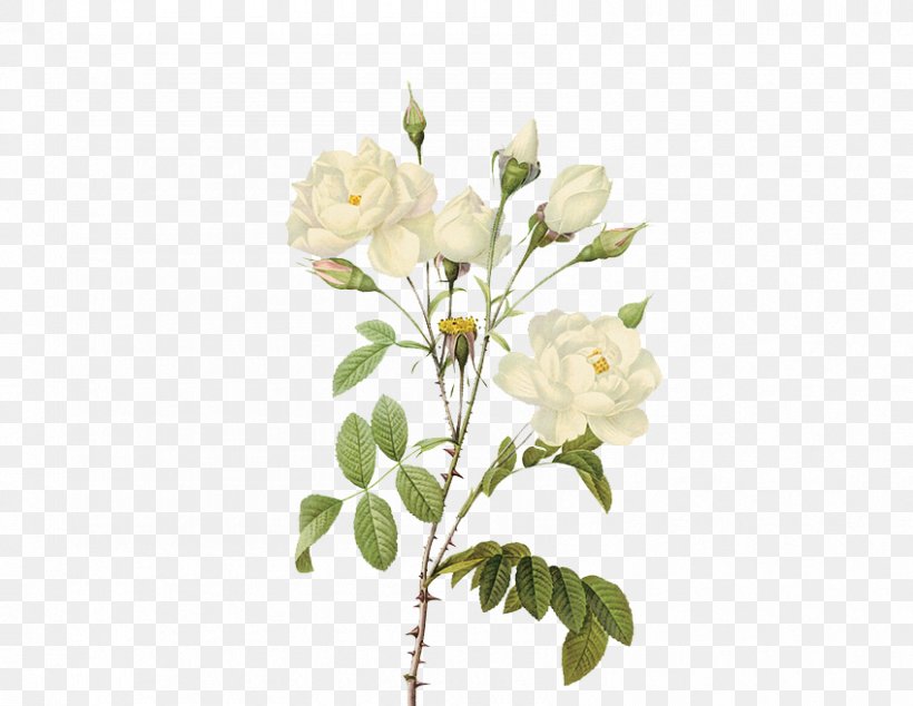 Rose Flower Clip Art, PNG, 848x656px, Rose, Blossom, Branch, Cut Flowers, Floral Design Download Free