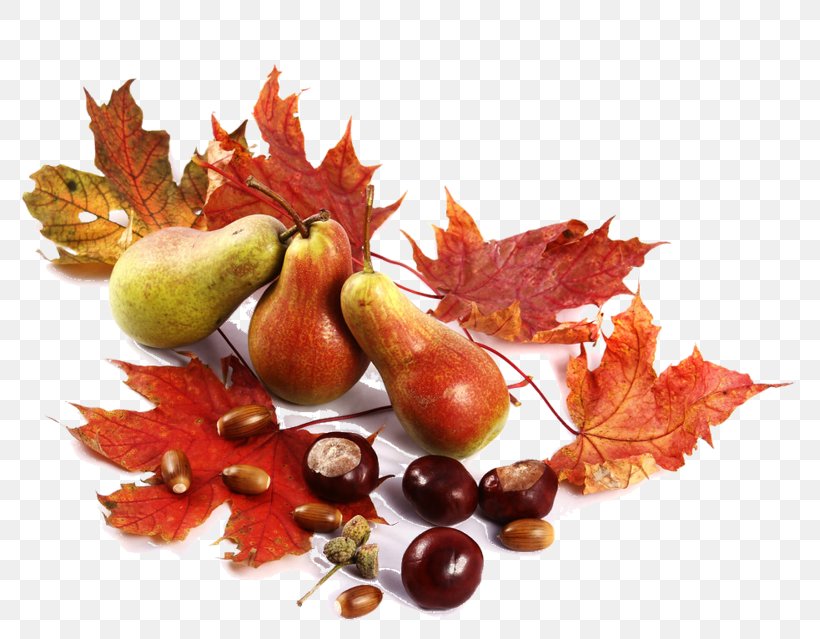 Autumn Fruit, PNG, 800x639px, Autumn, Food, Fruit, Image Editing, Information Download Free