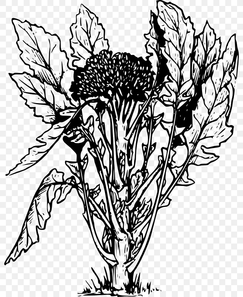 Broccoli Slaw Vegetable Drawing, PNG, 792x1000px, Broccoli, Art, Artwork, Beetroot, Black And White Download Free