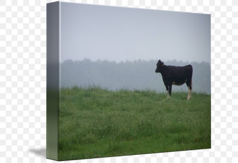 Cattle Pasture Picture Frames Farm Sky Plc, PNG, 650x560px, Cattle, Cattle Like Mammal, Cow Goat Family, Farm, Field Download Free
