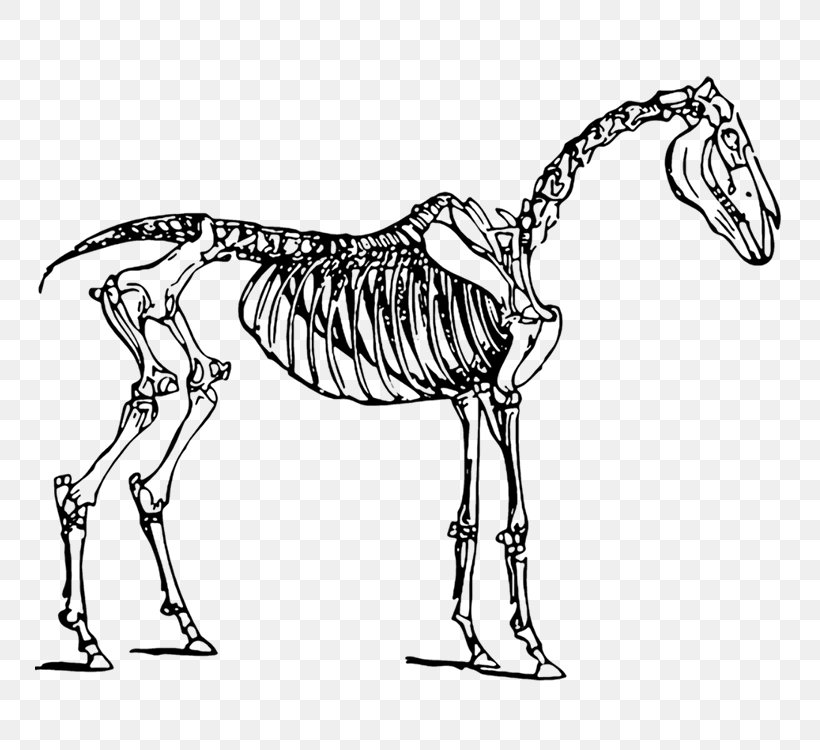 Horse Skeleton Skull Clip Art, PNG, 750x750px, Horse, Anatomy, Black And White, Bone, Carnivoran Download Free