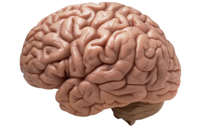 Human Brain Homo Sapiens Cerebral Cortex Ten Percent Of The Brain Myth, PNG, 1200x755px, Watercolor, Cartoon, Flower, Frame, Heart Download Free