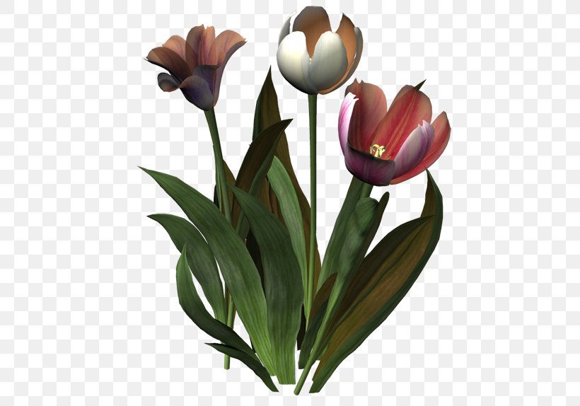 Tulip Flower Ping Clip Art, PNG, 500x574px, Tulip, Blog, Computer Graphics, Cut Flowers, Diary Download Free