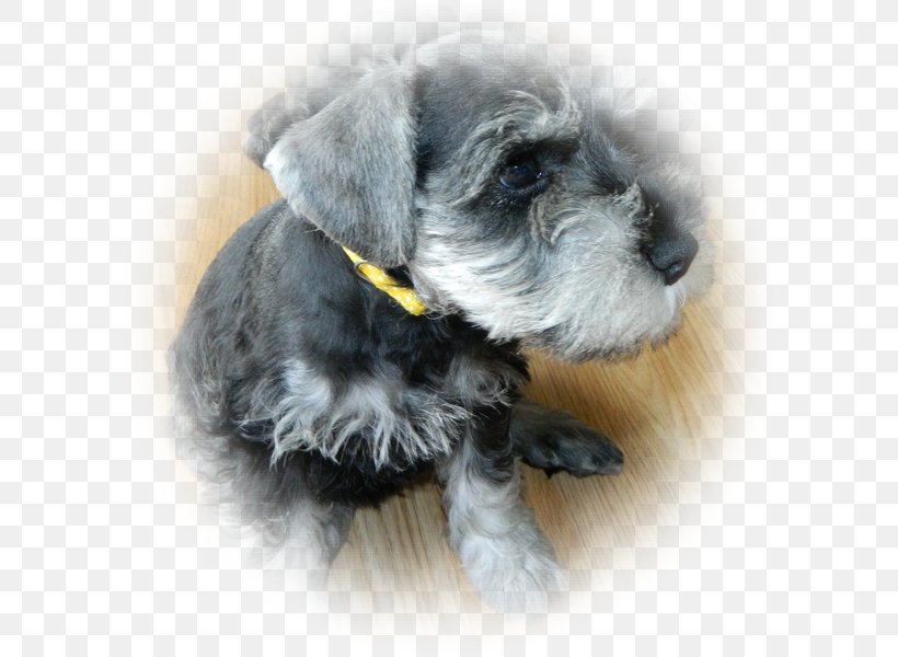 Miniature Schnauzer Cesky Terrier Standard Schnauzer Schnoodle Lakeland Terrier, PNG, 600x600px, Miniature Schnauzer, Breed, Carnivoran, Cesky Terrier, Companion Dog Download Free