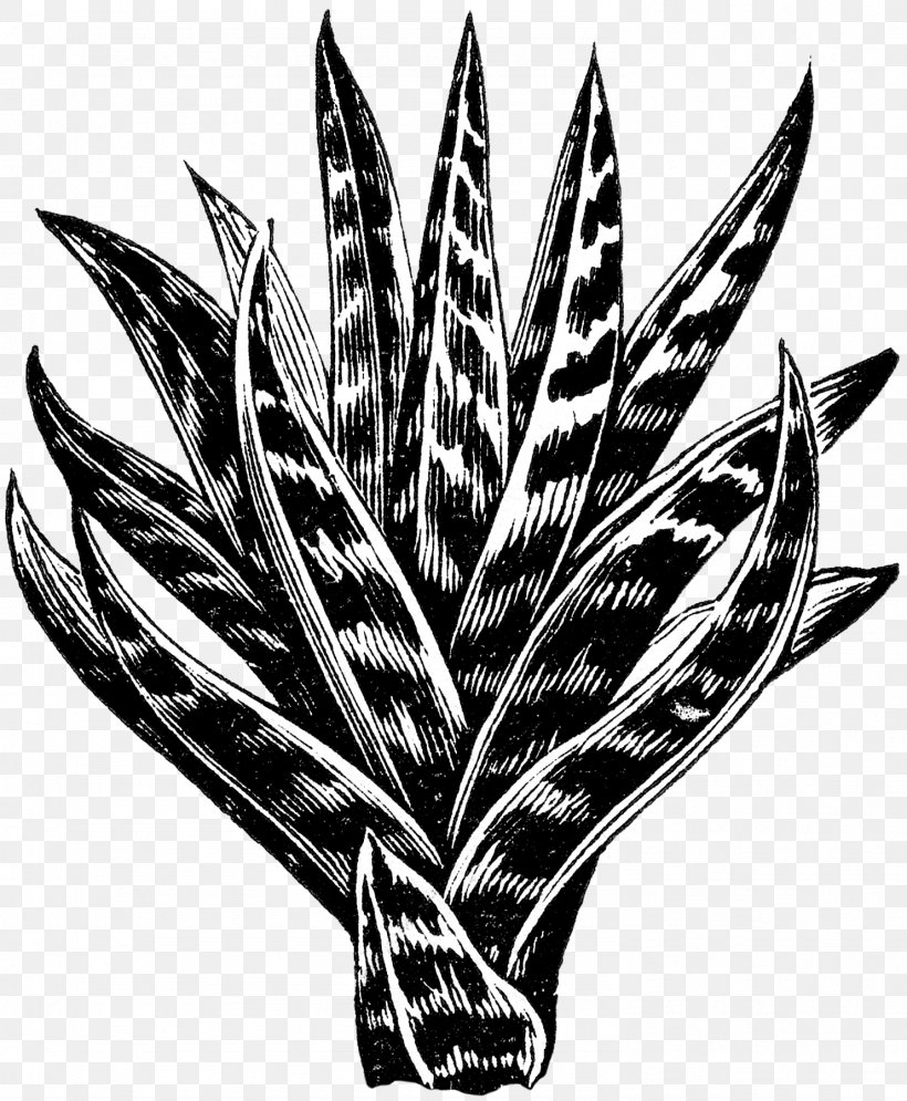 Aloes Image Clip Art, PNG, 1483x1800px, Aloes, Arrowroot Family, Black, Blackandwhite, Botany Download Free