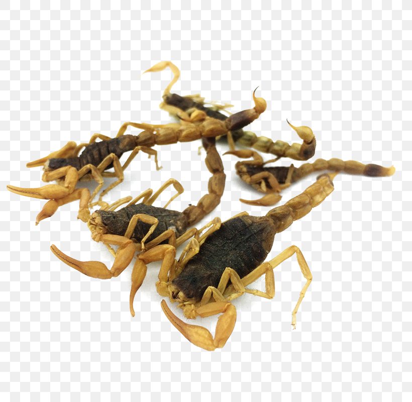 Scorpion Chinese Herbology Crude Drug, PNG, 800x800px, Scorpion, Achyranthes Bidentata, Animal Source Foods, Caterpillar Fungus, Chinese Herbology Download Free