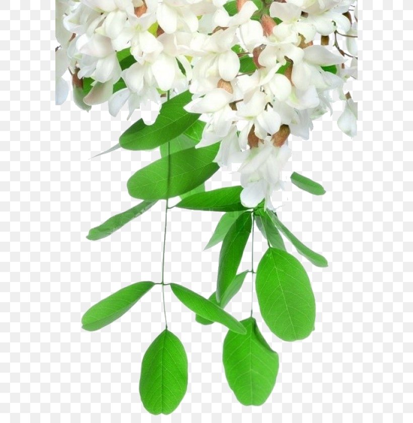 Acacia Stock Photography Black Locust Flowering Plant, PNG, 600x840px, Acacia, Black Locust, Blossom, Branch, Flower Download Free