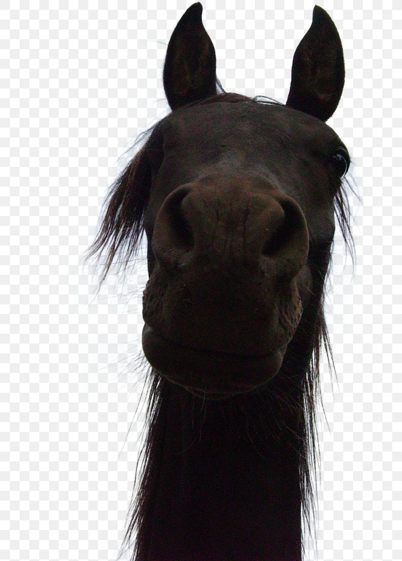 American Paint Horse Mustang Pintabian Drawing, PNG, 699x1143px, American Paint Horse, Bridle, Cartoon, Drawing, Ear Download Free