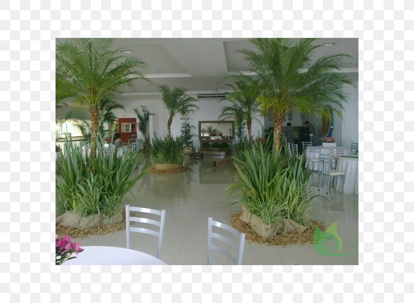 Arecaceae Canoas Garden Center Flowerpot Houseplant, PNG, 600x600px, Arecaceae, Arecales, Canoas, Canoas Garden Center, Coconut Download Free