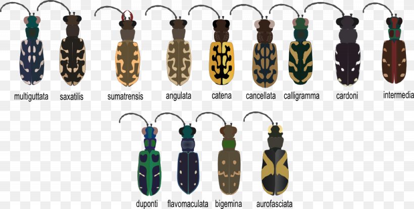 Beetle Cicindela Aurofasciata Lophyra Catena Animal Earring, PNG, 1025x519px, Beetle, Animal, Bead, Biodiversity, Body Jewelry Download Free