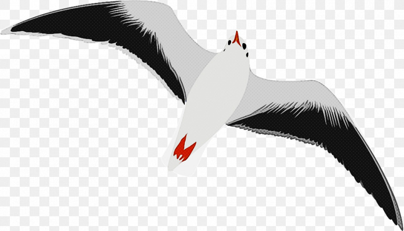 Bird Gull Beak Arctic Tern Seabird, PNG, 960x551px, Bird, Arctic Tern, Beak, Gull, Seabird Download Free