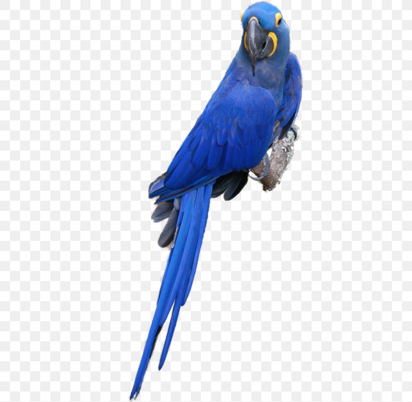 Budgerigar Macaw Parrot Lovebird, PNG, 400x801px, Budgerigar, Animal, Beak, Bird, Blue Download Free