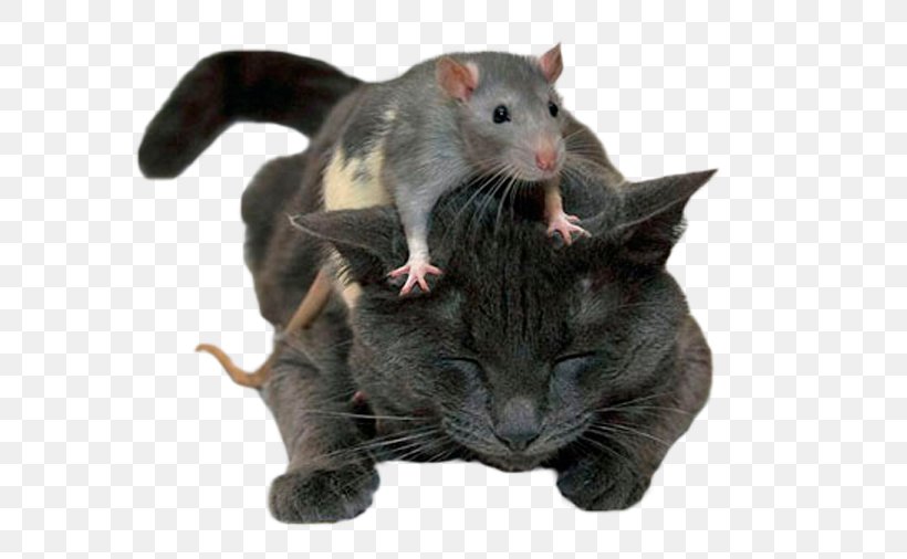 Cat Brown Rat Mouse Kitten Felidae, PNG, 600x506px, Cat, Animal, Black Rat, Brown Rat, Cat Like Mammal Download Free