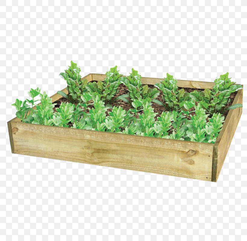 Herb Flowerpot Rectangle, PNG, 800x800px, Herb, Flowerpot, Grass, Plant, Rectangle Download Free