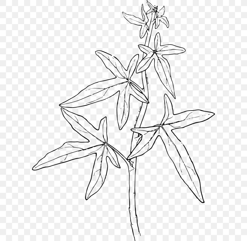 Ivy Plant Vine Clip Art, PNG, 608x800px, Ivy, Artwork, Black And White, Branch, Drawing Download Free