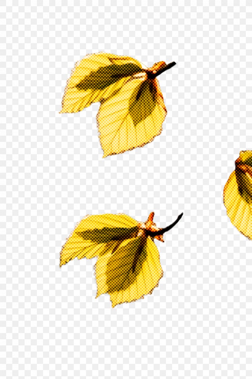 Leaf Yellow Plant Tree Beech, PNG, 1632x2447px, Leaf, Beech, Deciduous, Flower, Plant Download Free
