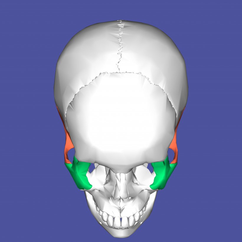 Nose Jaw Mouth Skull, PNG, 4500x4500px, Nose, Bone, Face, Head, Jaw Download Free
